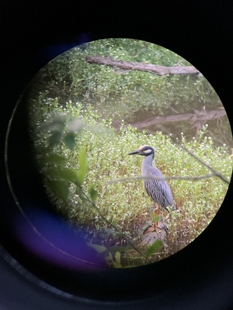 Yellow-crowned Night Heron - ML585397361