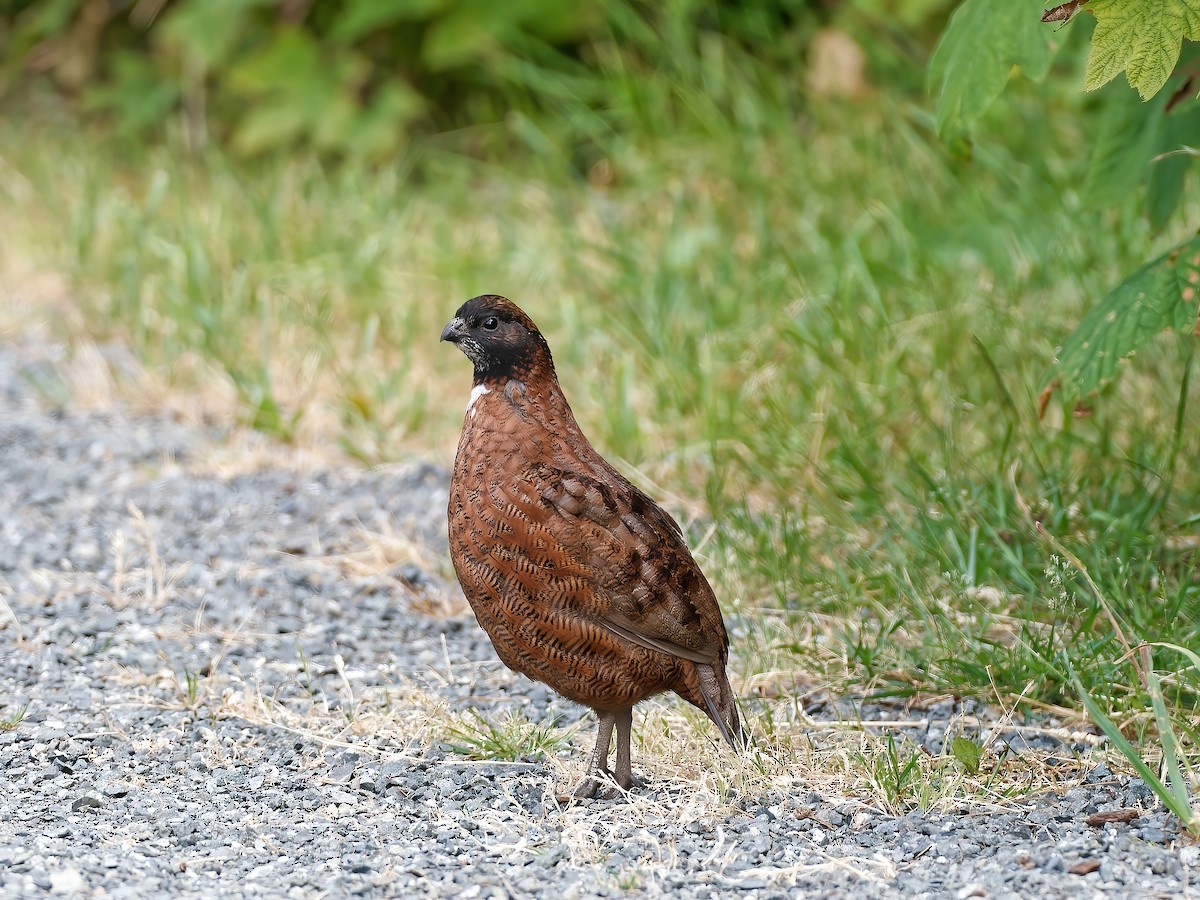 Northern Bobwhite - ML585398201