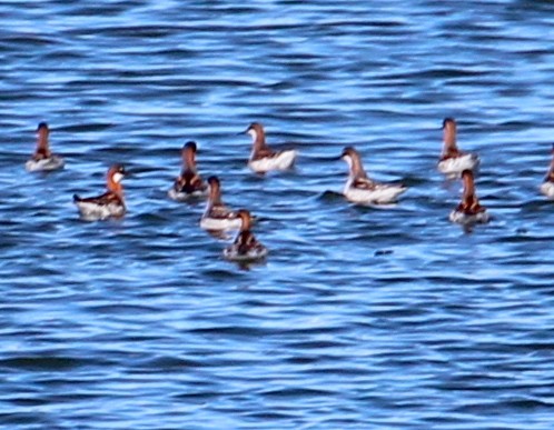 Red-necked Phalarope - ML58539821