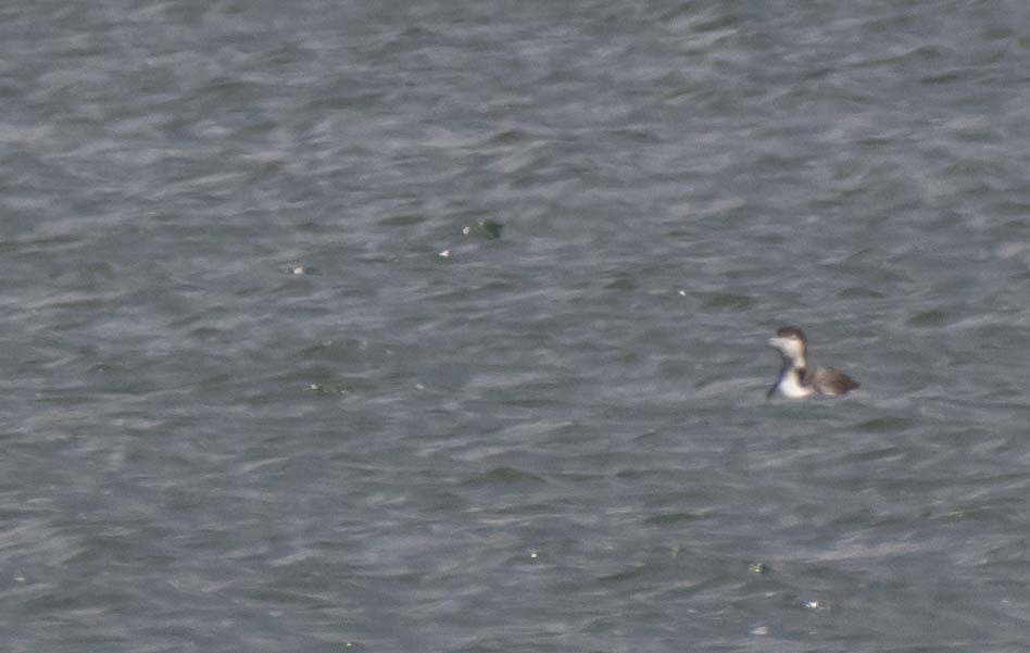 Common Loon - ML585398441