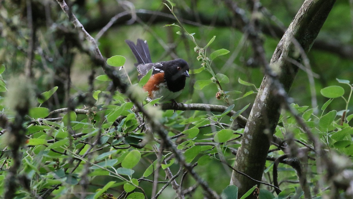 Spotted Towhee - ML585398611
