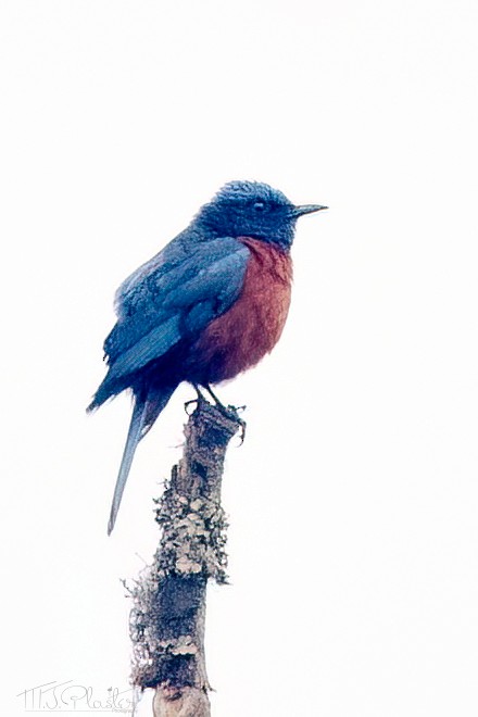 Chestnut-bellied Rock-Thrush - Michael Plaster