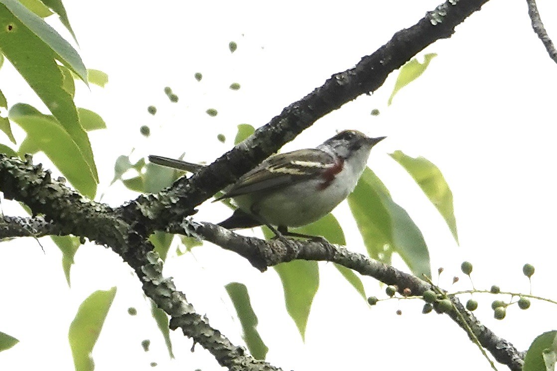 Chestnut-sided Warbler - ML585398671