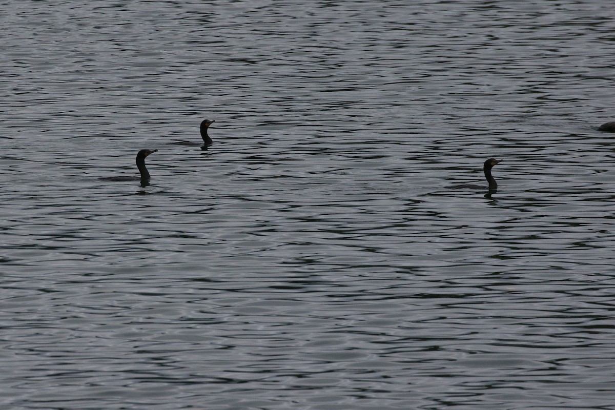 Double-crested Cormorant - ML585398761