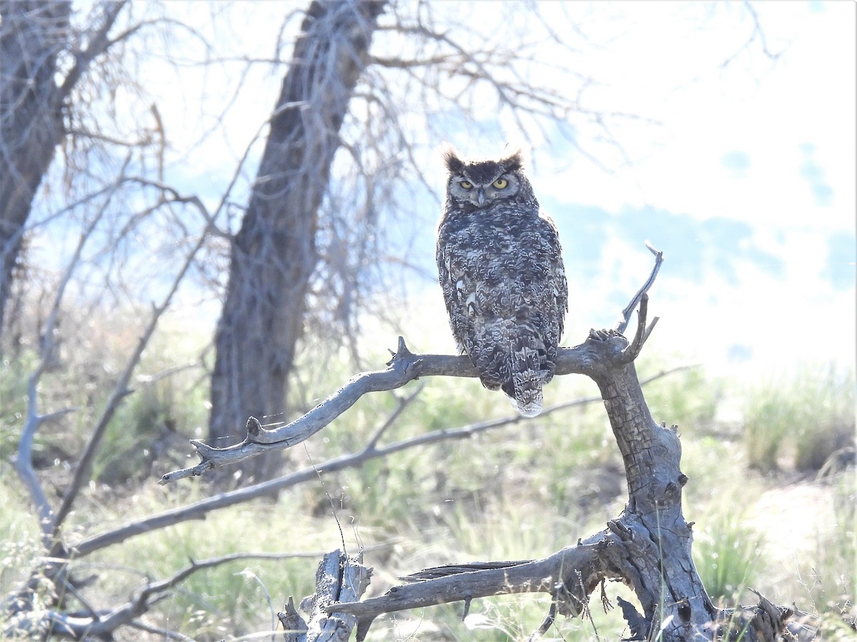 Great Horned Owl - ML585398851