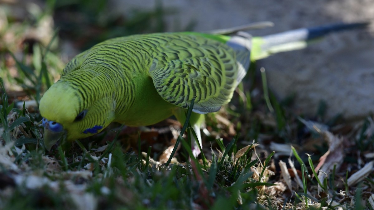 Budgerigar (Domestic type) - ML585399221