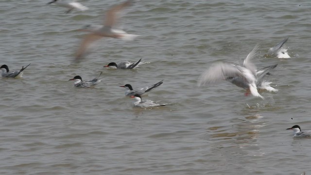 Common Tern - ML585399771