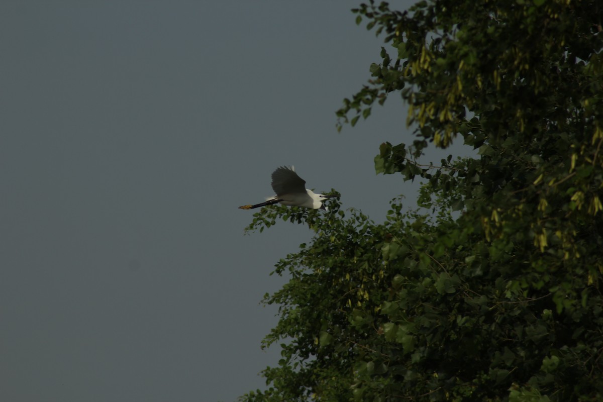 Little Egret - ML585400591