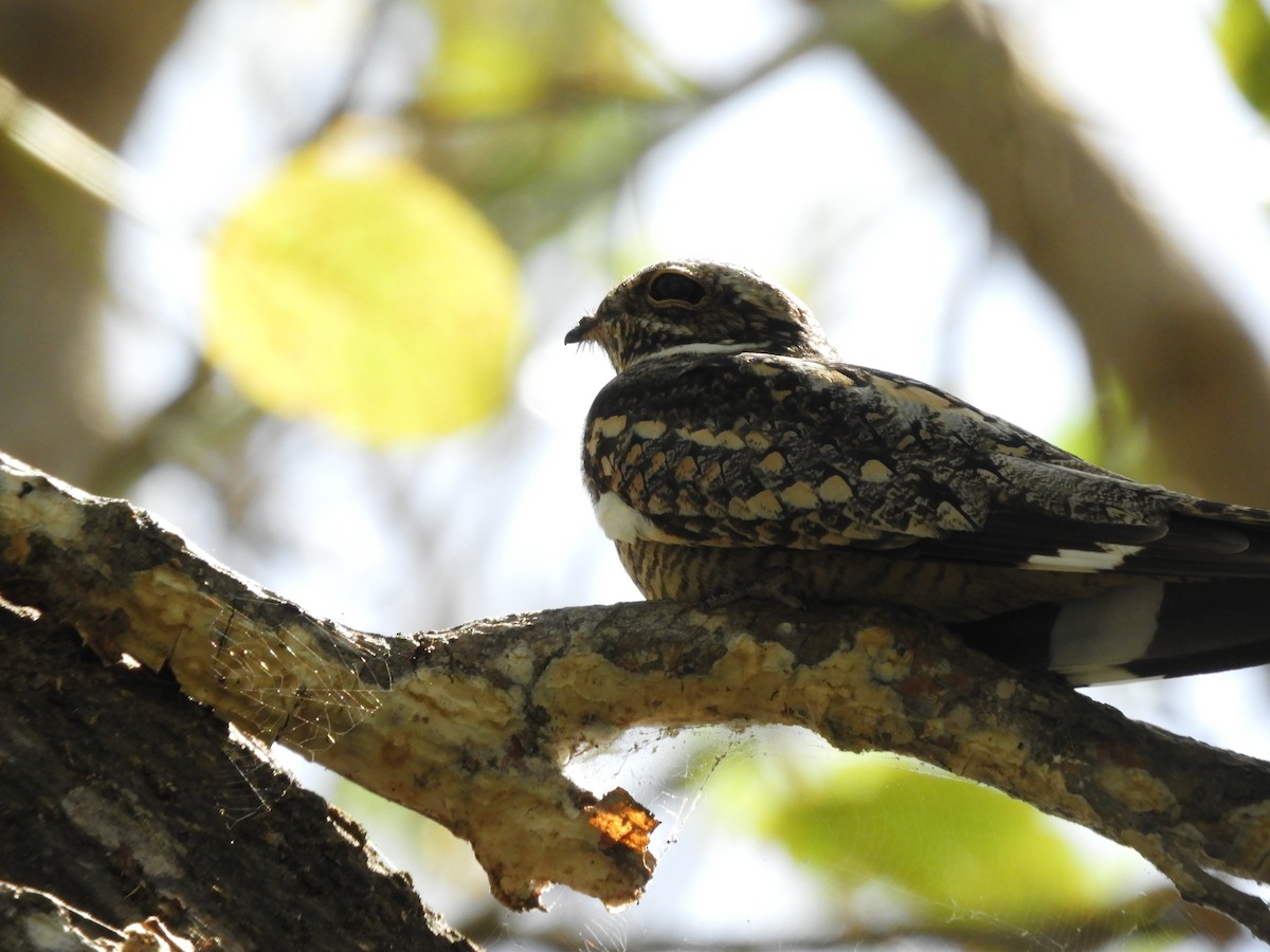 Lesser Nighthawk - ML585400671