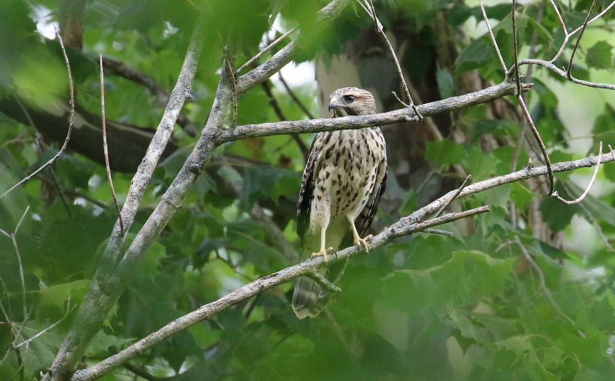 Red-shouldered Hawk - ML585400741