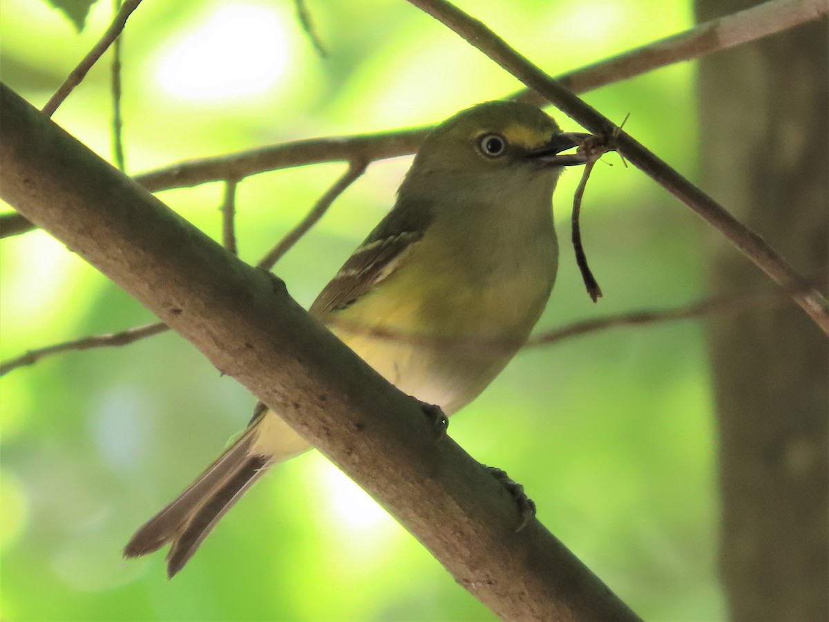 White-eyed Vireo - ML585400831