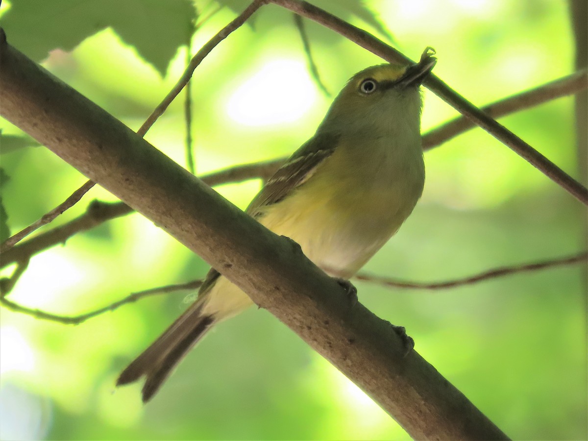 White-eyed Vireo - ML585400841