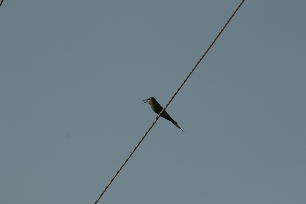 Blue-cheeked Bee-eater - ML585401011