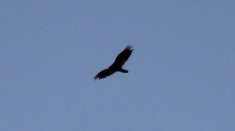 Turkey Vulture - ML585401021