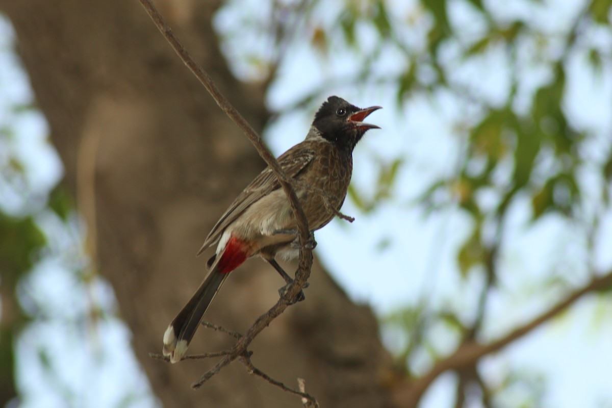 Red-vented Bulbul - ML585401371