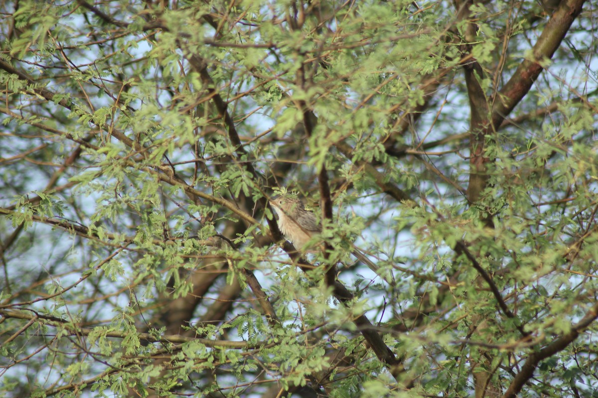 Common Babbler - ML585401511