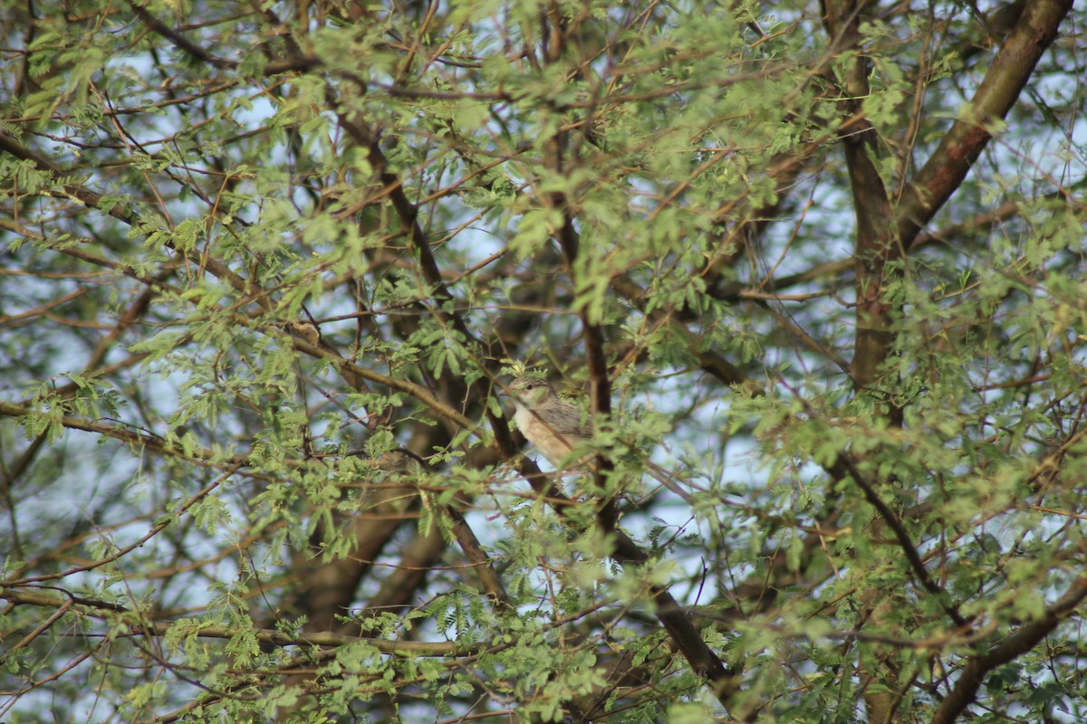 Common Babbler - ML585401521