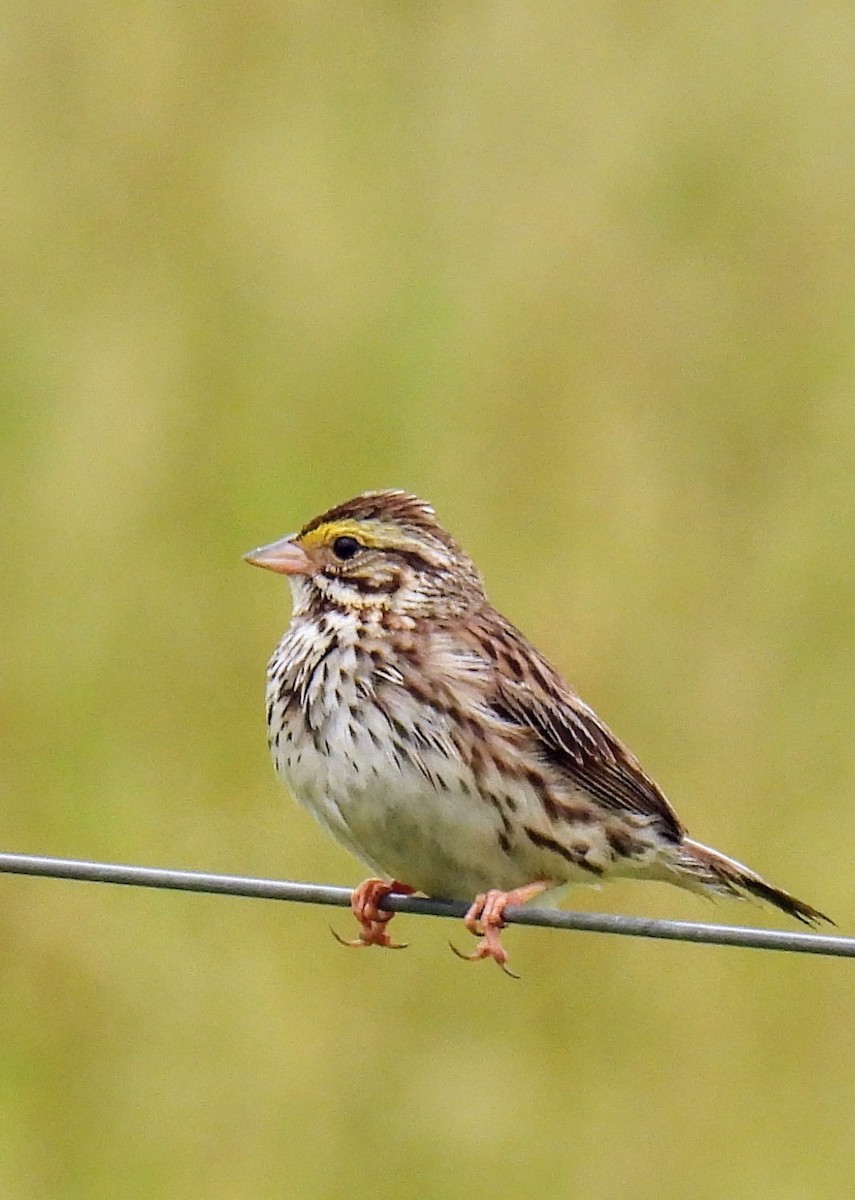 Savannah Sparrow - Scott Holmer