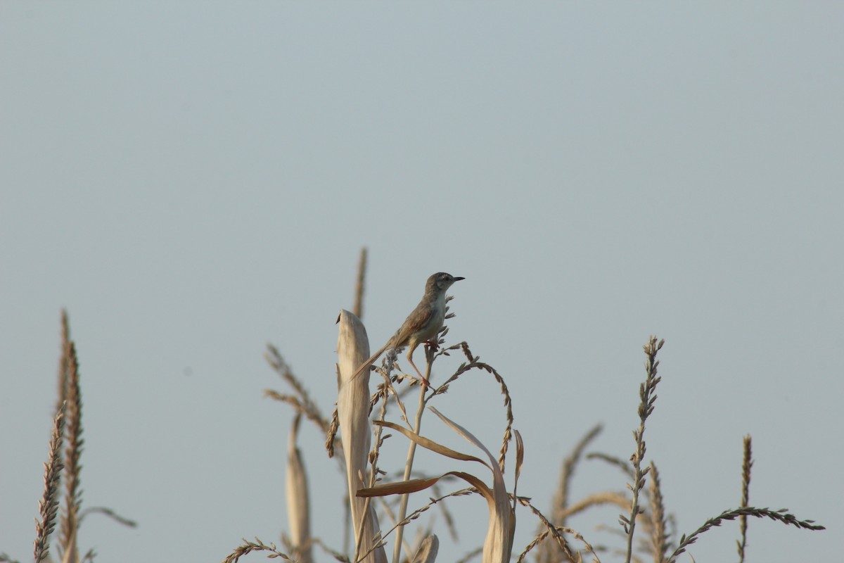 Plain Prinia - ML585402911