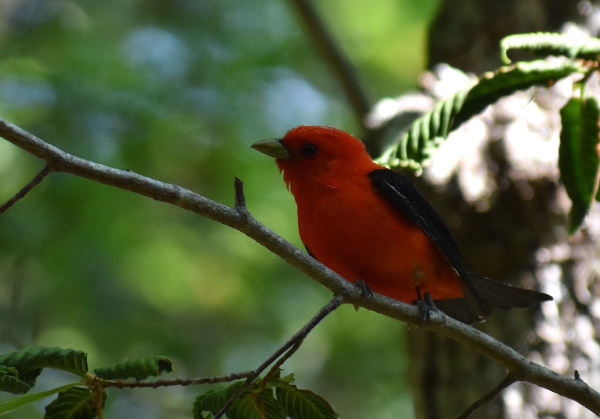 Scarlet Tanager - ML585404181