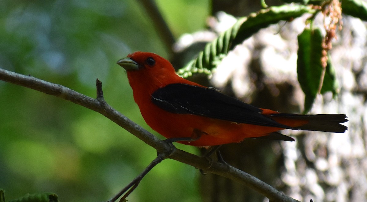 Scarlet Tanager - ML585404211