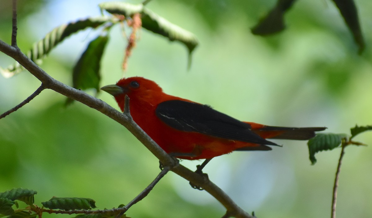 Scarlet Tanager - ML585404231