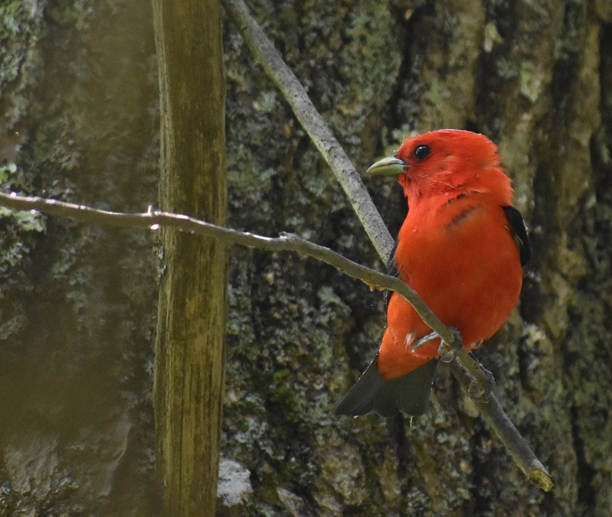 Scarlet Tanager - ML585404261