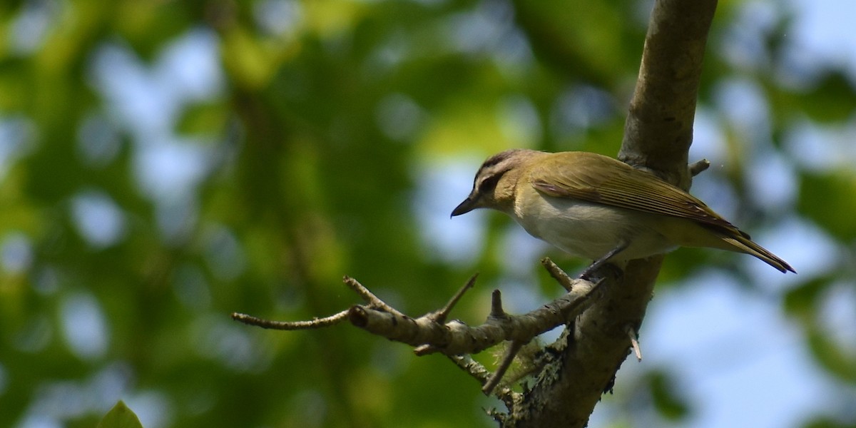 Red-eyed Vireo - ML585404291