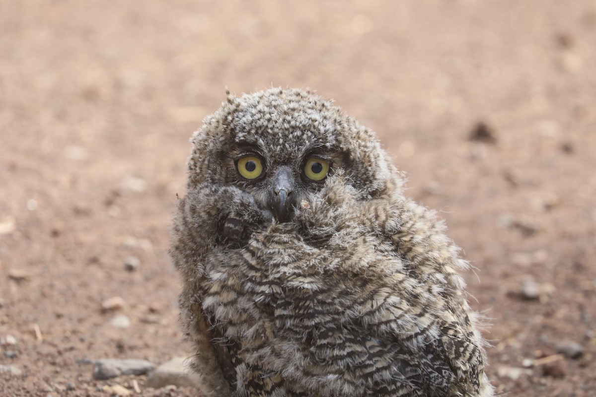 Great Horned Owl - ML585404551