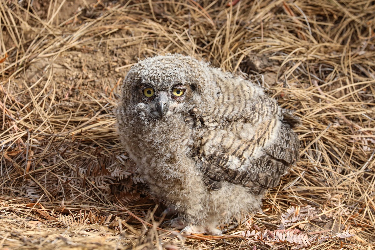 Great Horned Owl - ML585404571