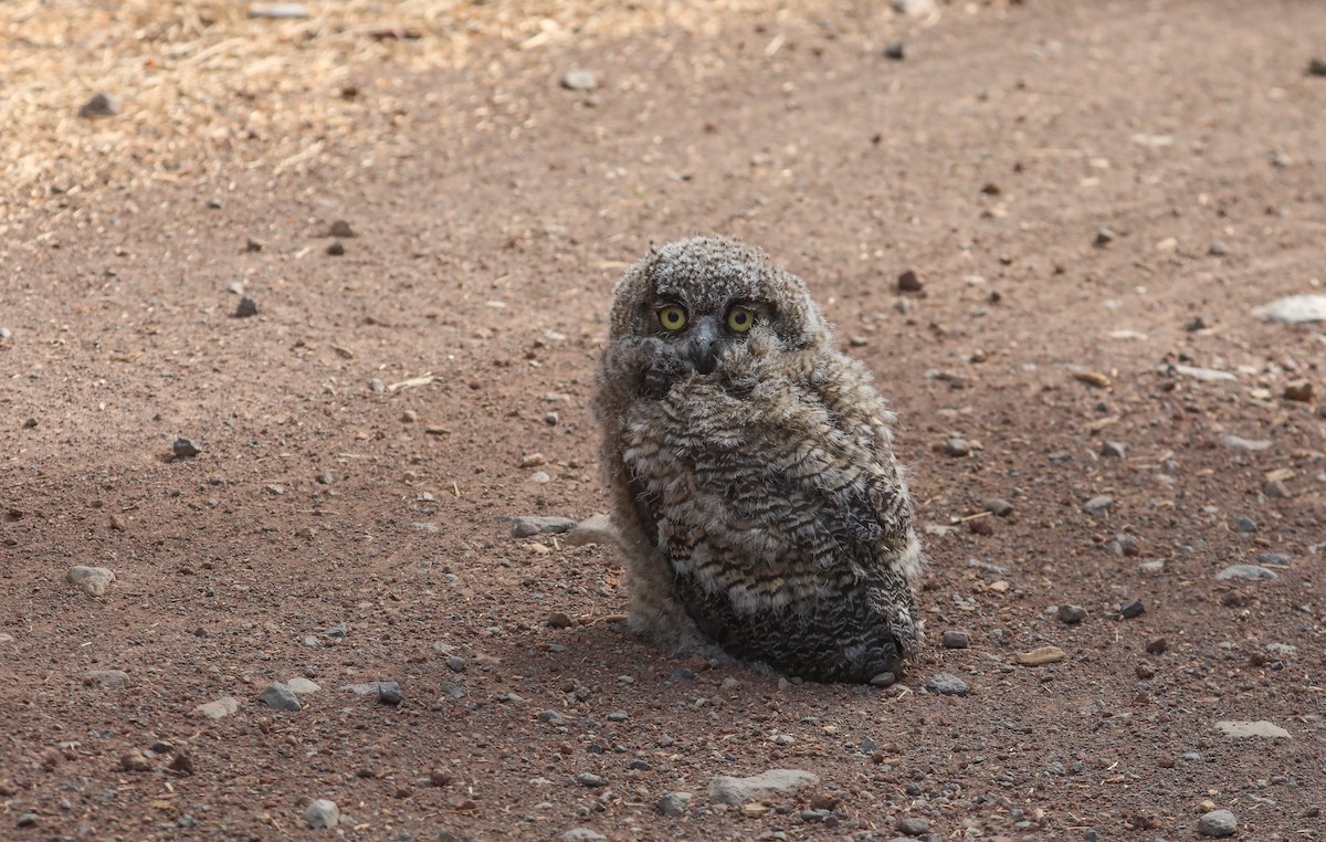 Great Horned Owl - ML585404581