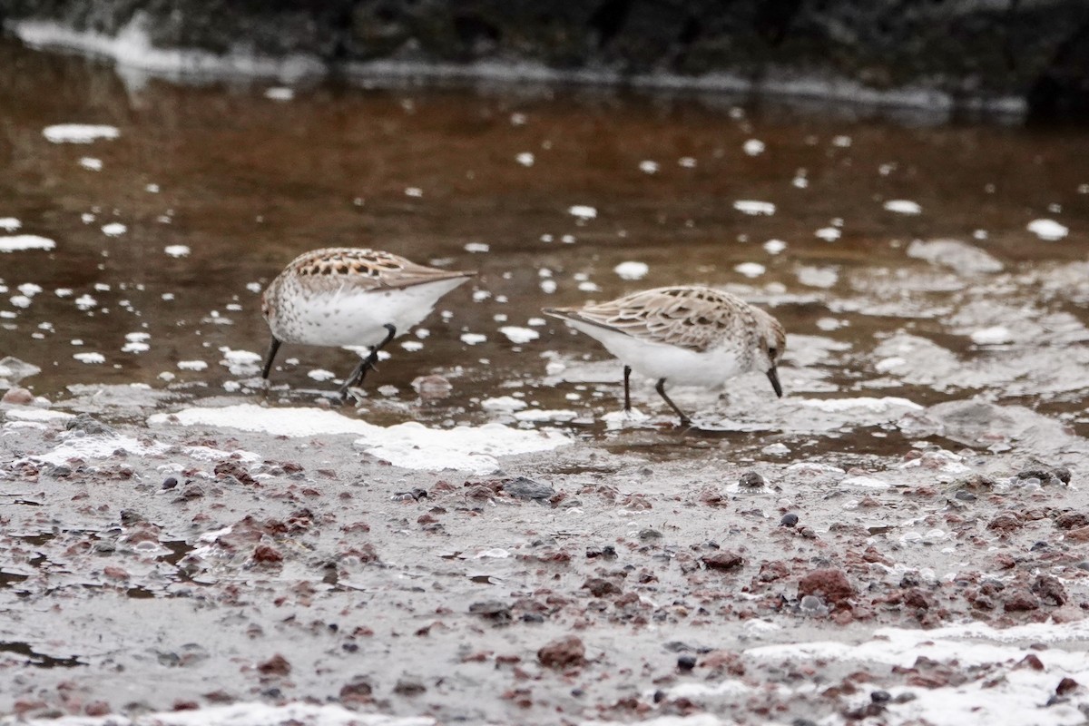 Semipalmated Sandpiper - ML585405031