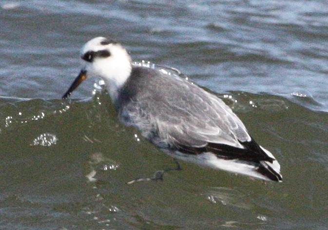 Red Phalarope - ML585405041