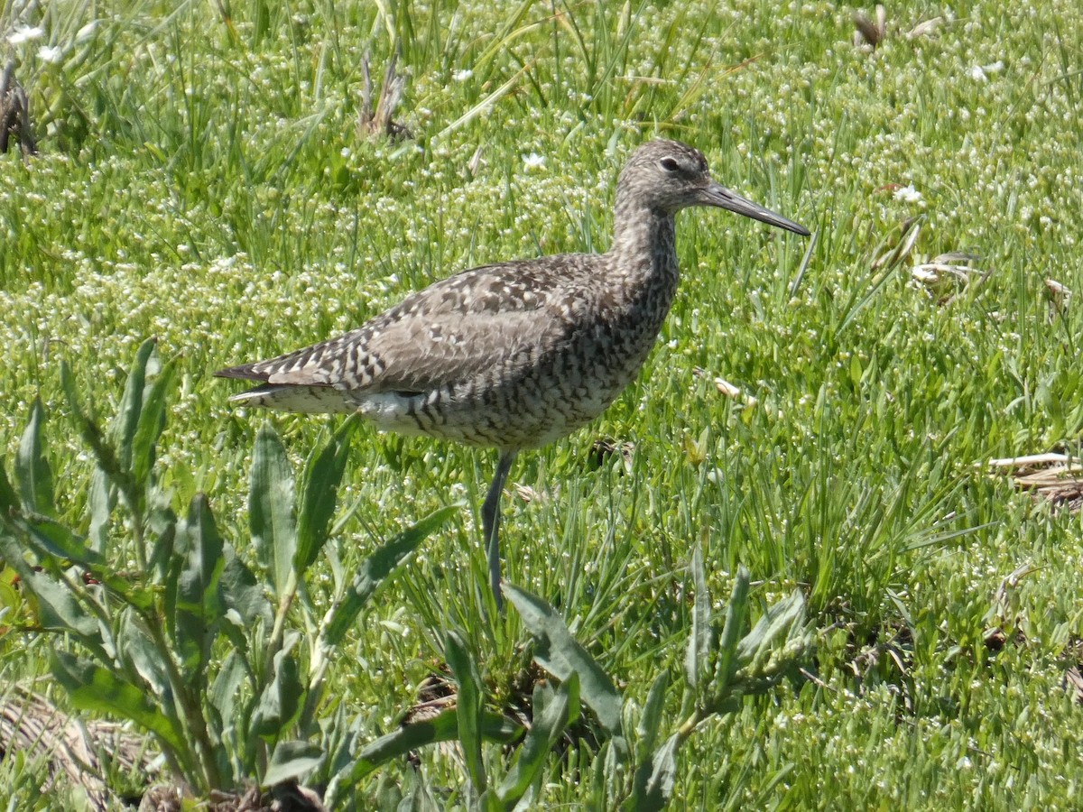 Willet - ML585405571