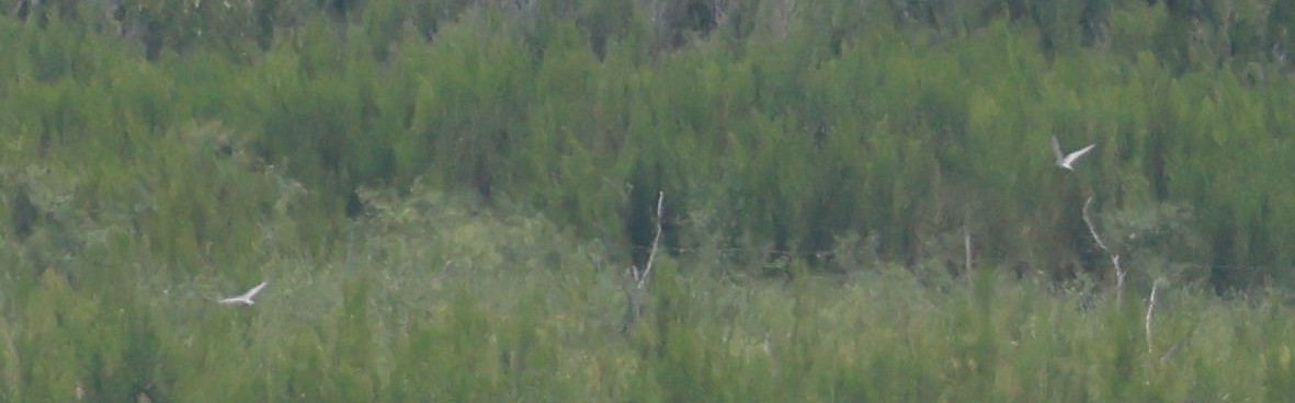 Least Tern - ML585405601