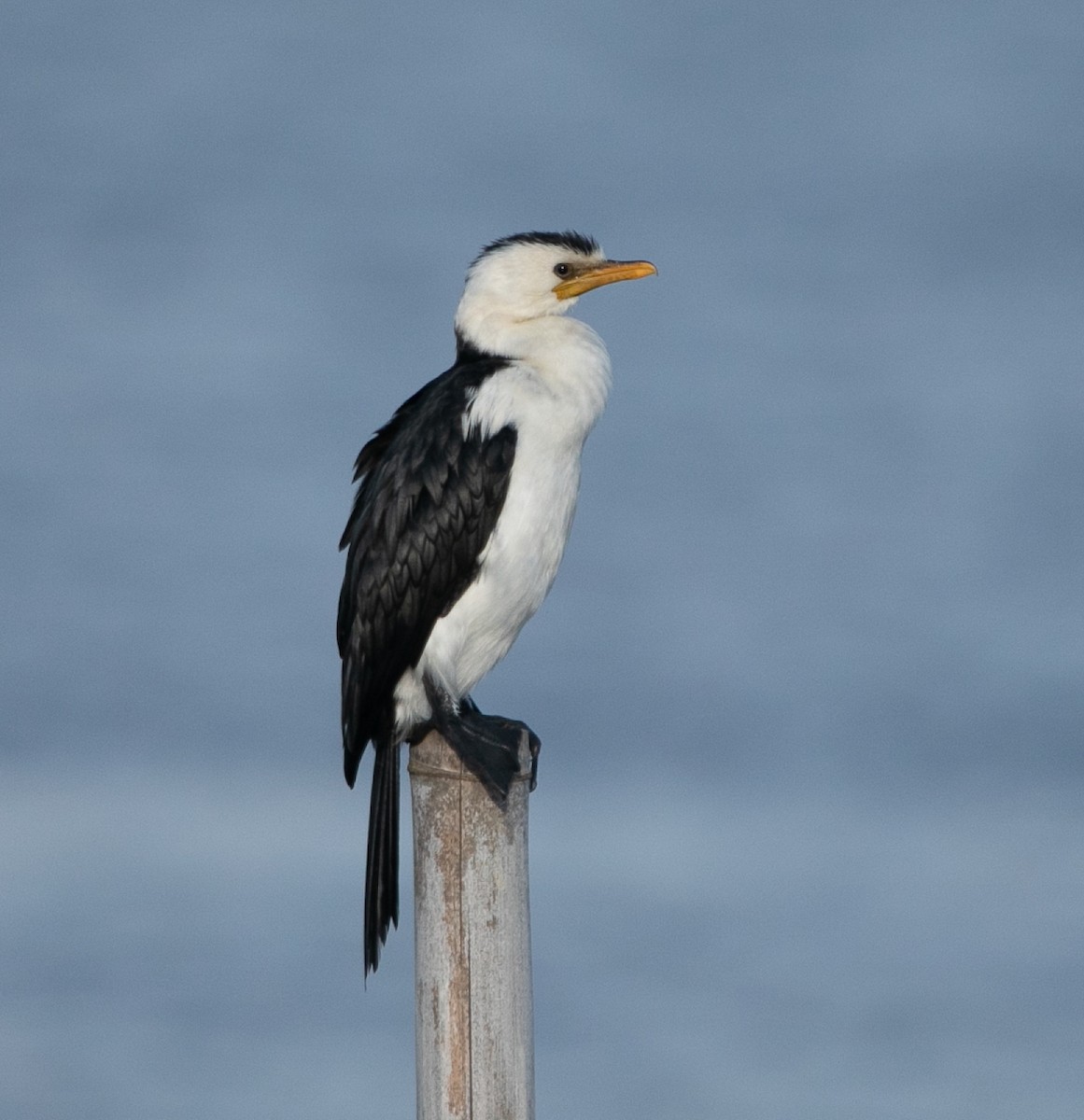 Little Pied Cormorant - ML585405791