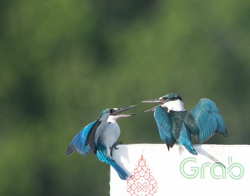 Collared Kingfisher - ML585405851