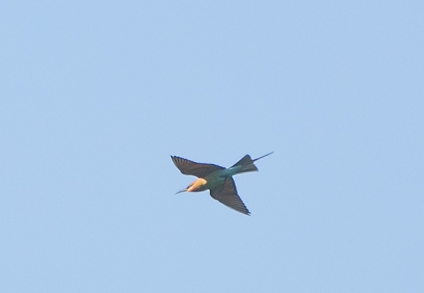 Blue-tailed Bee-eater - ML585405861