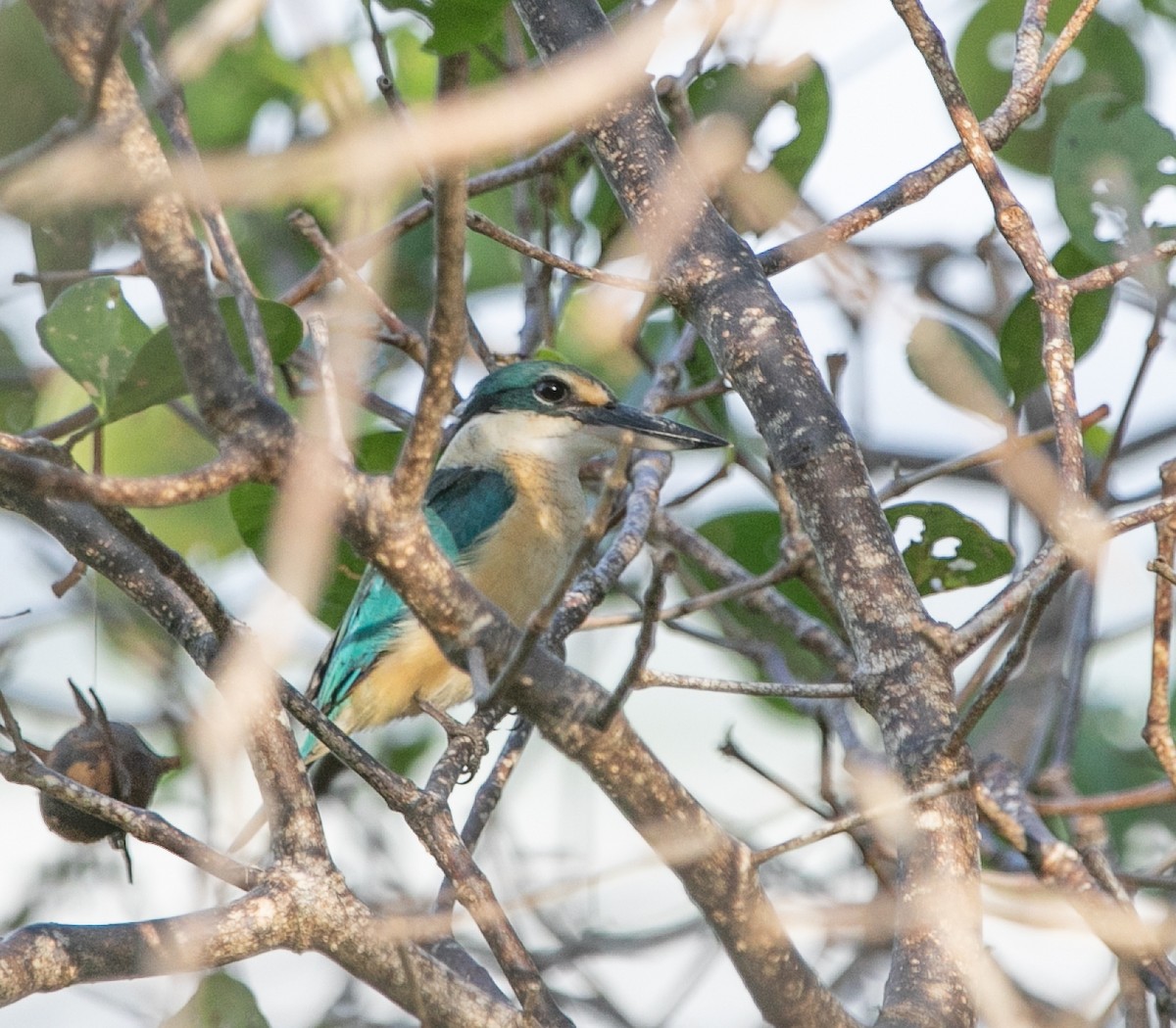 Sacred Kingfisher (Australasian) - ML585405891