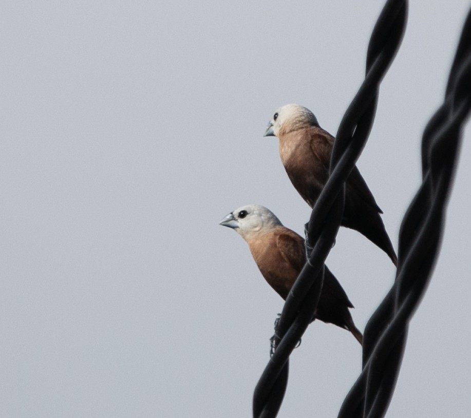 White-headed Munia - ML585405911