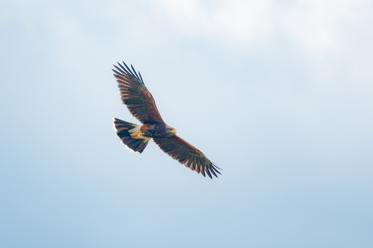 Harris's Hawk - ML585406651