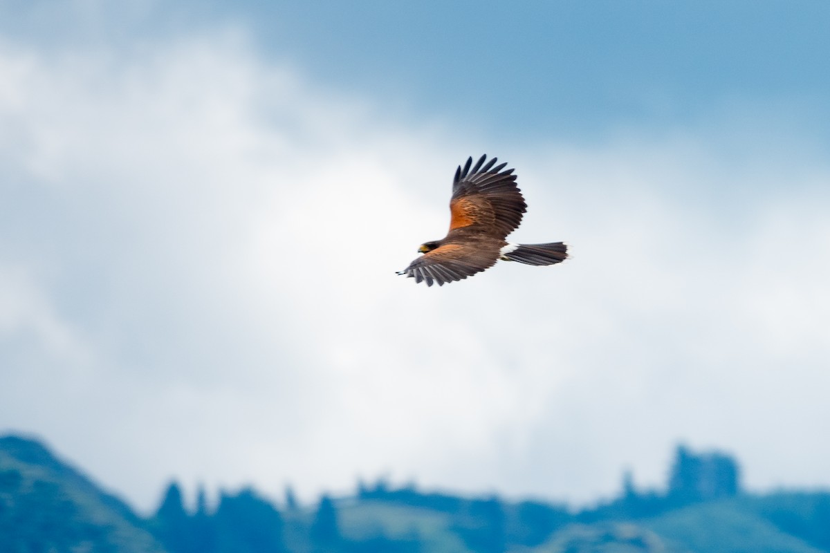 Harris's Hawk - ML585406661