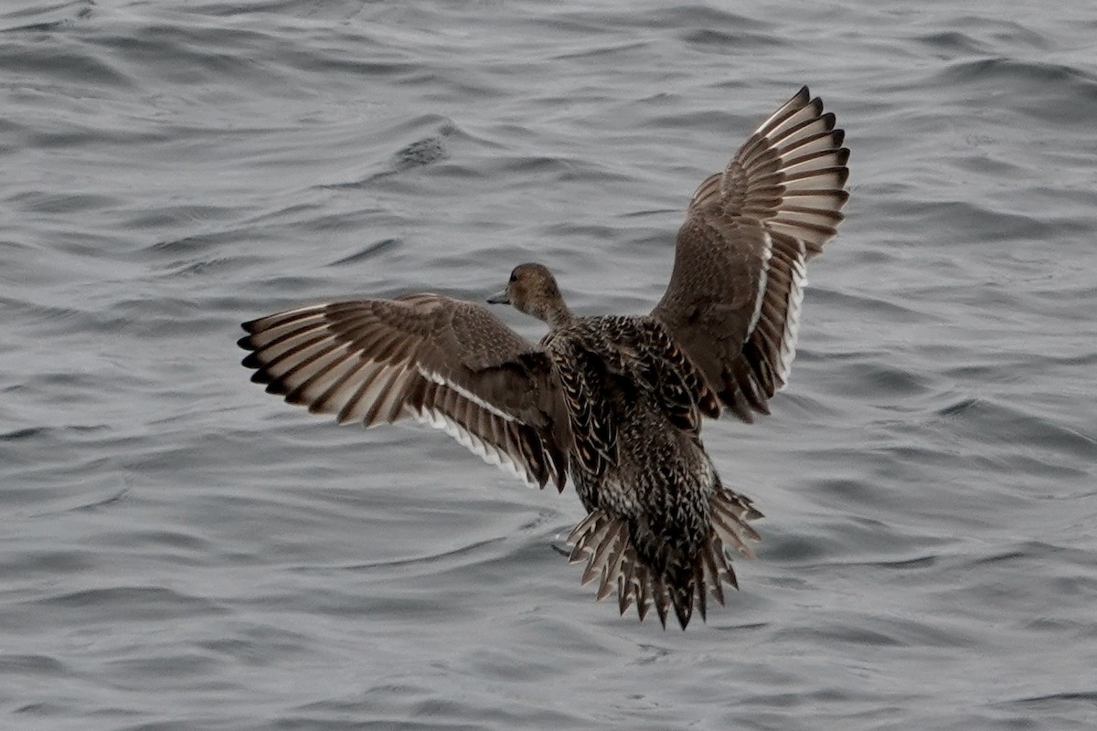 Northern Pintail - ML585406831