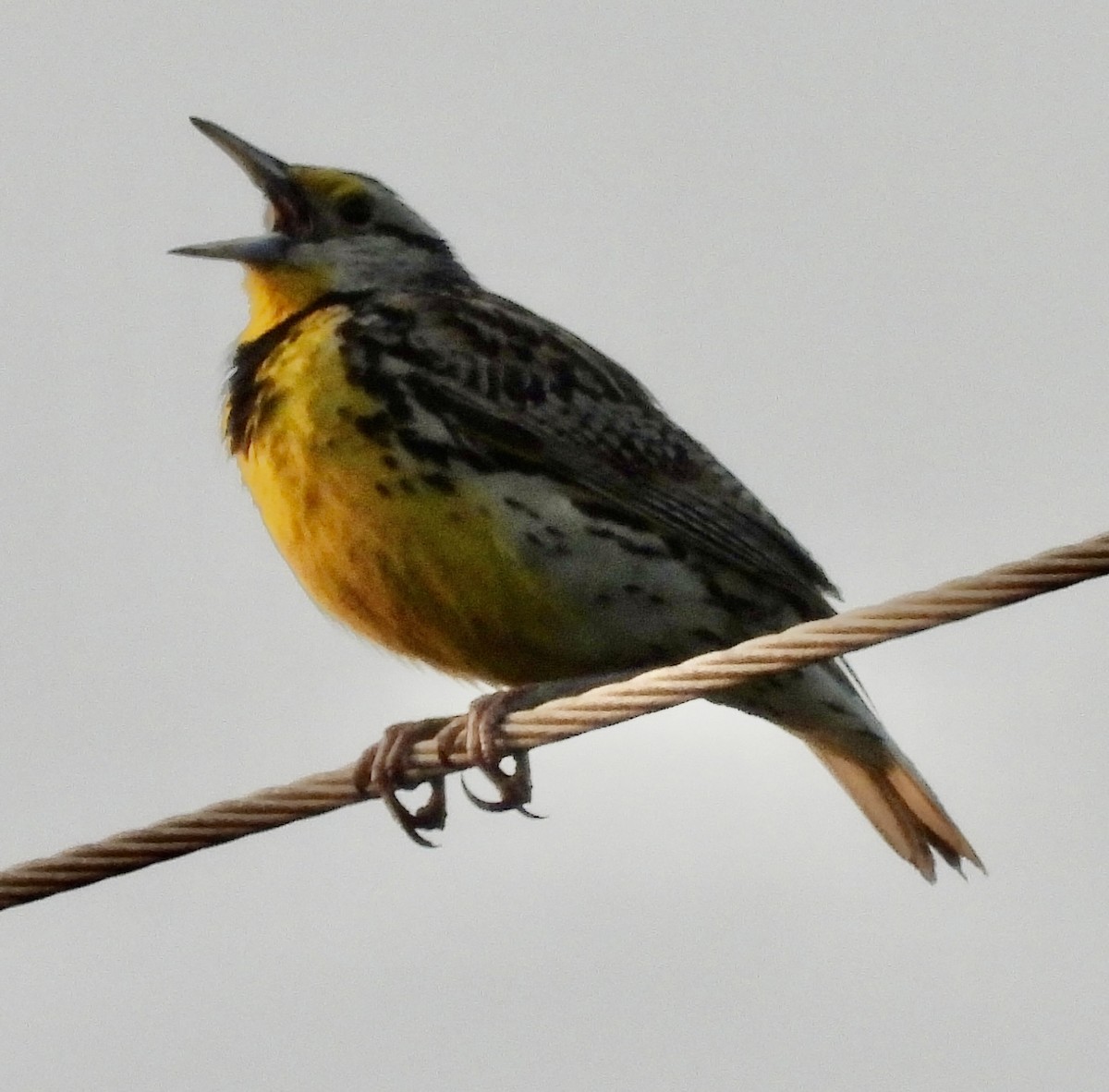 Eastern Meadowlark - ML585407871