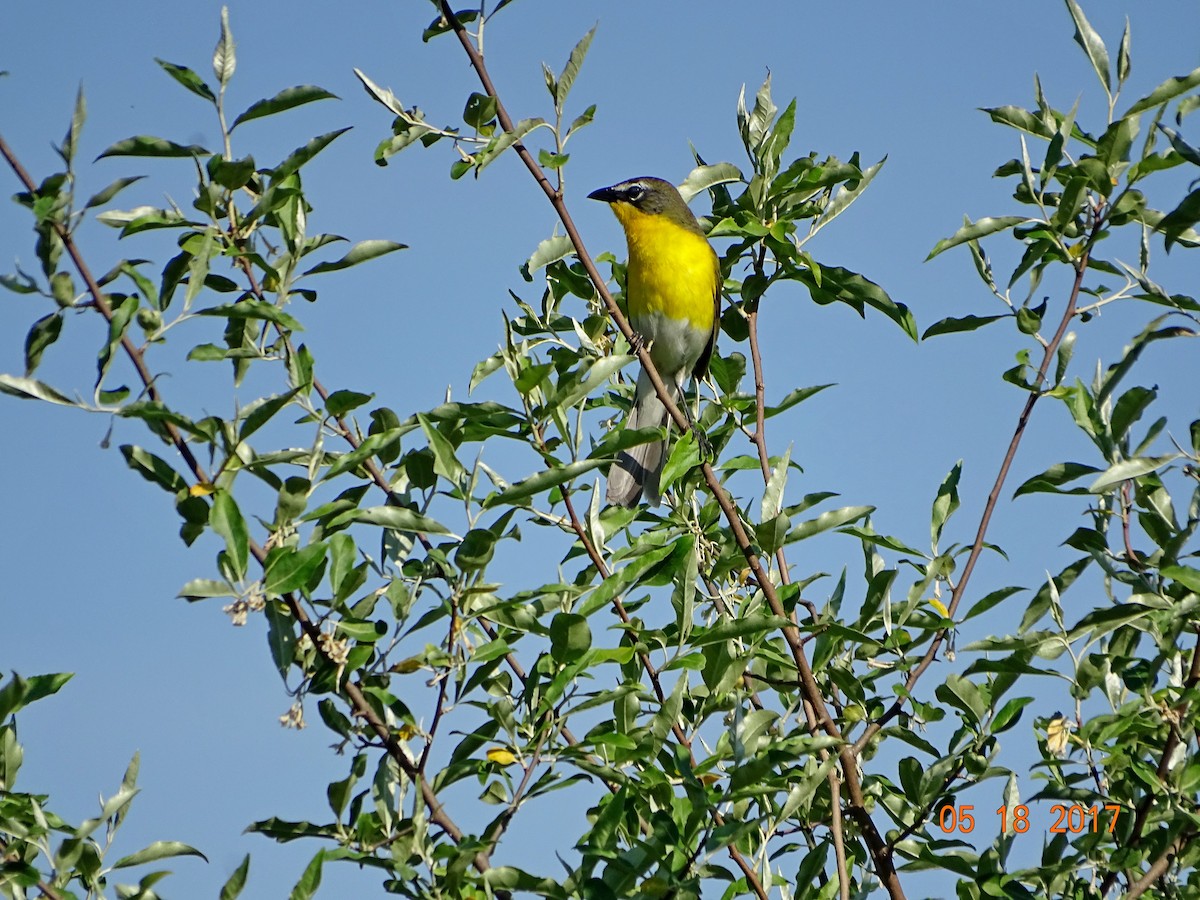 Yellow-breasted Chat - ML58540901