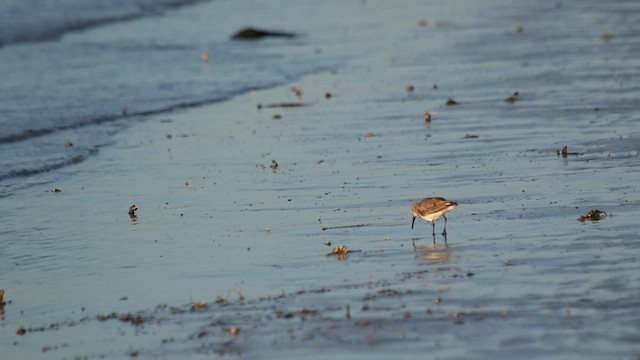 Western Sandpiper - ML585410931