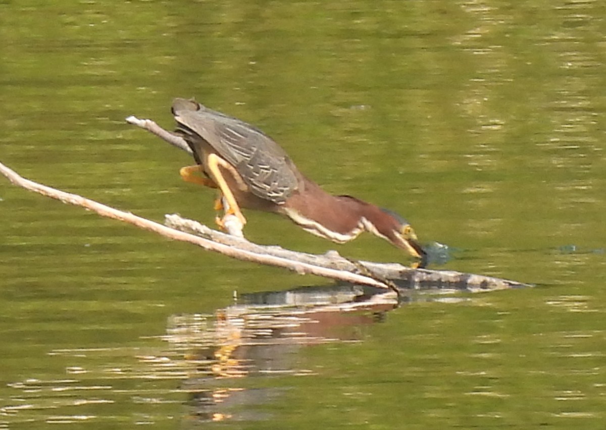 Green Heron - ML585411011