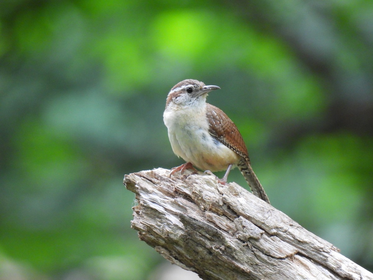 Carolina Wren - ML585411691