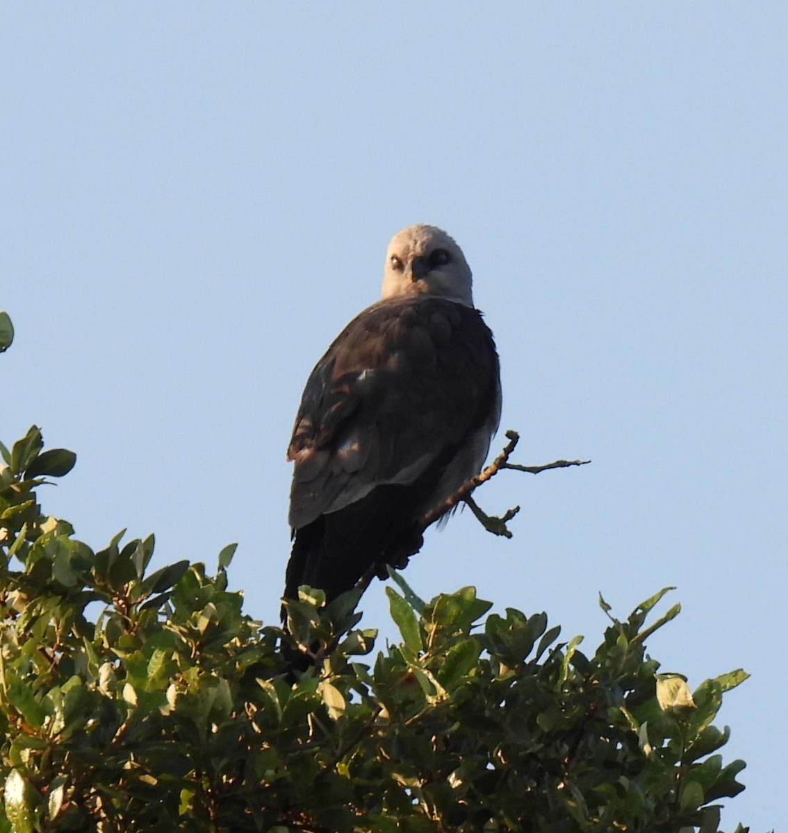 Mississippi Kite - ML585411911