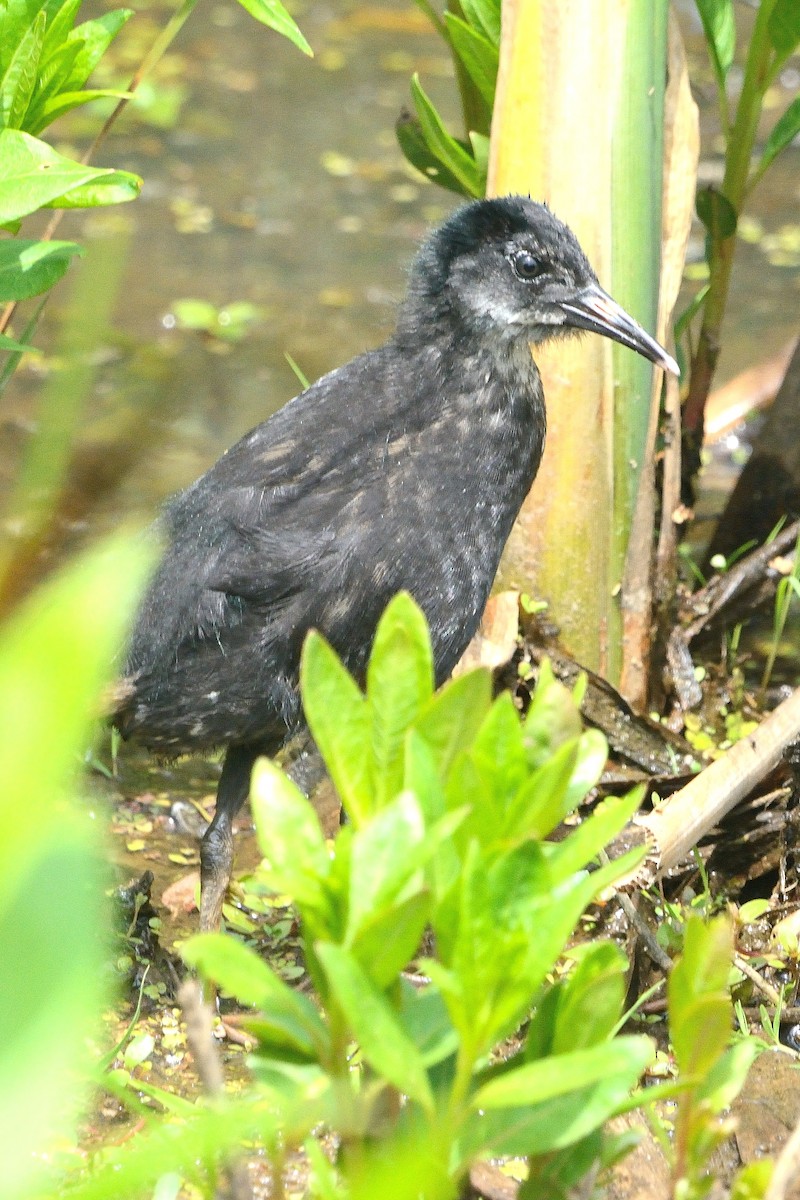 Virginia Rail - ML585411971